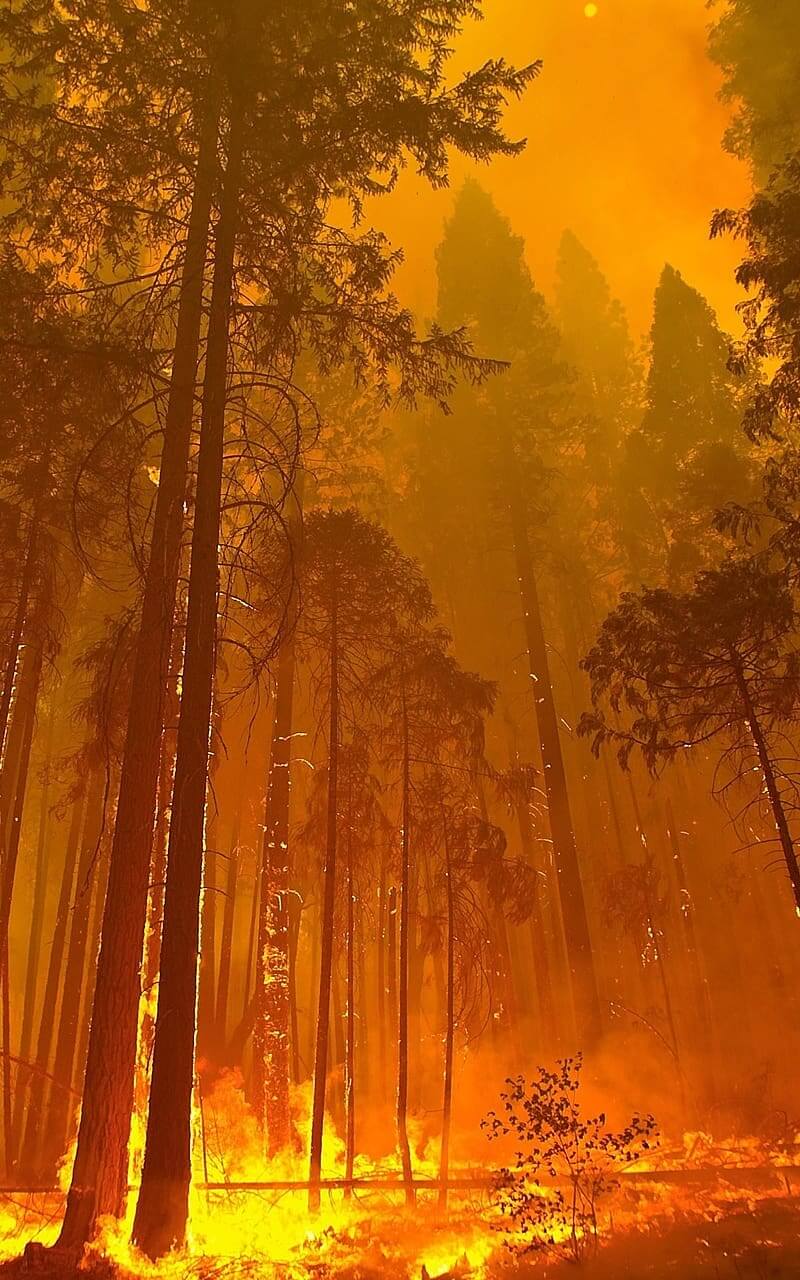 HD-wallpaper-forest-fire-