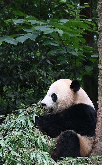 PANDAS lo