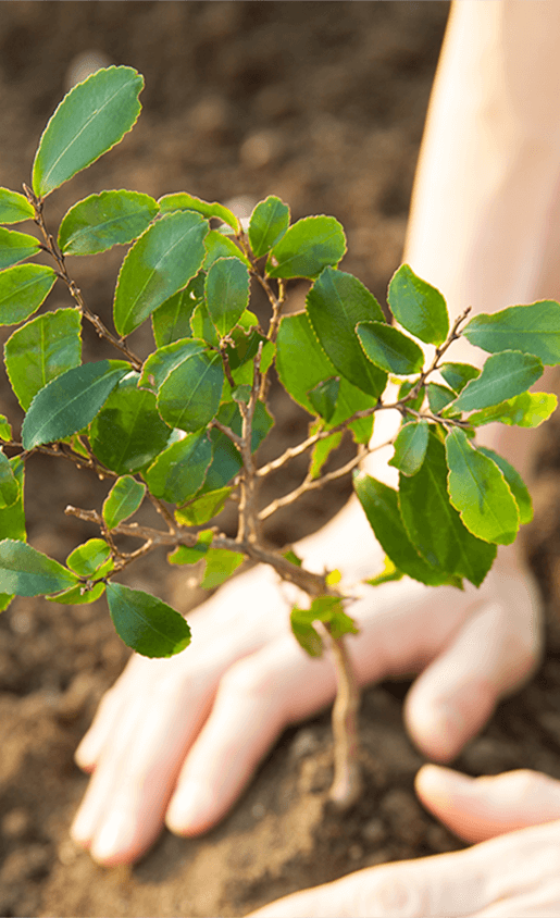 Plant7643