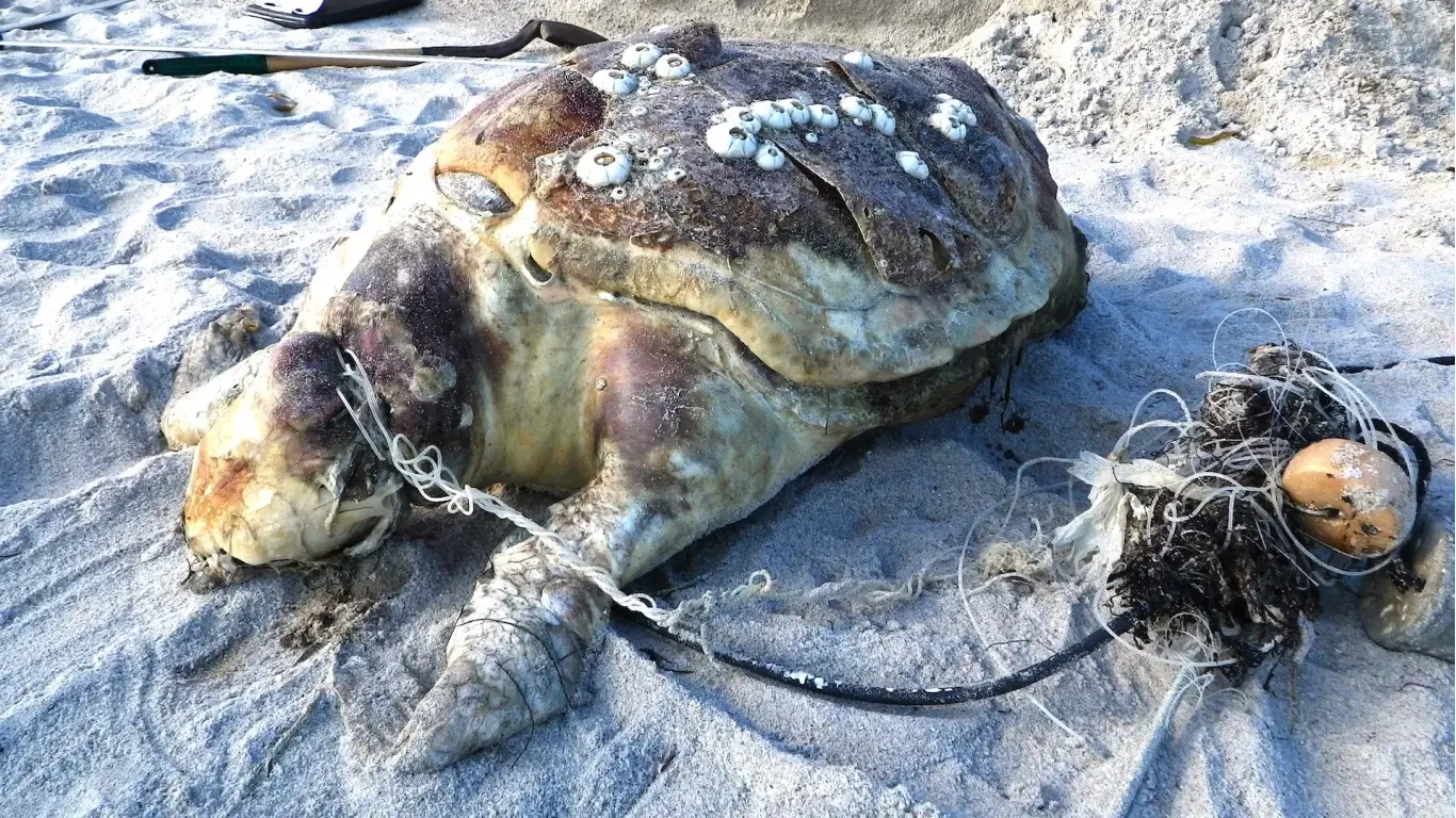 marine-debris